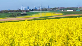 Raps erobert die hessischen Felder