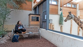 Nachts sind die Giraffen unter sich