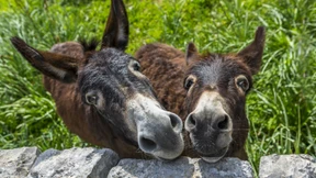 Der Esel ist „Haustier des Jahres“