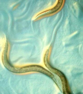 Was für den Tod spricht 