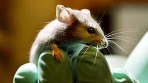 Abwägen zwischen Forschung und Tierleid