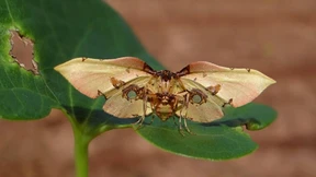 Die perfekte Täuschung