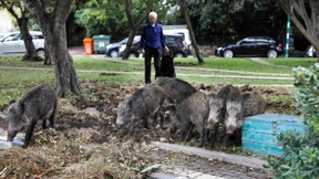 Wildschweine machen Haifa unsicher