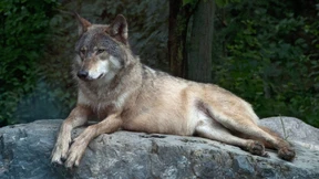 Wie der Wolf seinen Schrecken verliert