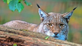 Dem Luchs auf der Spur
