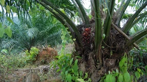 Palmöl für die Welt