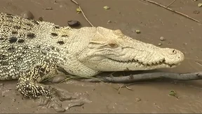 Seltenes Krokodil in Australien entdeckt