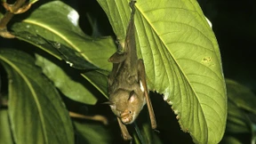Siesta im Blätterwald