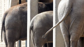 In den Hintern, auf die Fresse