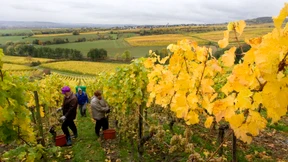 Hessische Staatsweingüter verlassen Verlustzone 