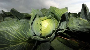 Letzte Schlacht, kaltes Büfett