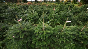 Weihnachtsbäume werden leicht teurer