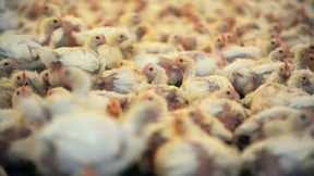 Vom Wiesenhof zur Hühnerfabrik