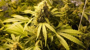 Staatliche Cannabisagentur nimmt Arbeit auf