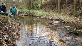 Meerforellen laichen wieder in Erlenbach und Usa 