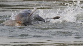 Historischer Erfolg für Irrawaddy-Delfin