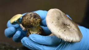 Frau nach tödlichem Pilzgericht festgenommen