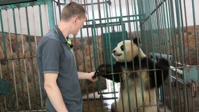 Chinas Panda-Diplomatie