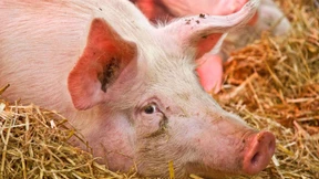 Für landliebende Genießer