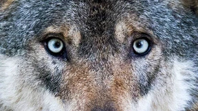 War der legendäre „Ameisenmann“ ein Rassist?