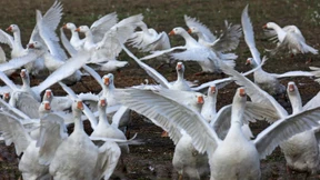 Keine Sorge um die Gans  