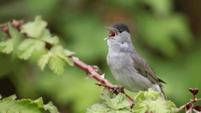 Nur der Mönchsgrasmücke geht es immer besser