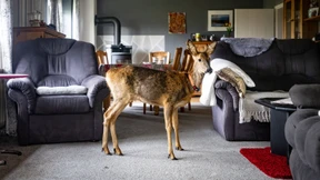 Reh übernachtet in Wohnzimmer