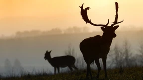 Wer die Jagd liebt, liebt den Herbst