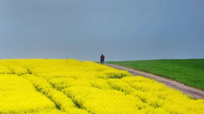 So viel Opposition über Nacht