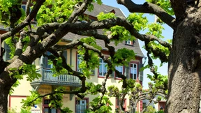 Verschwärmte Nächte