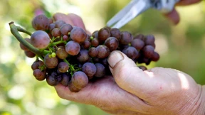 Deutsche Weinbranche im Wandel