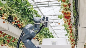 Wenn der Roboter die Erdbeeren pflückt