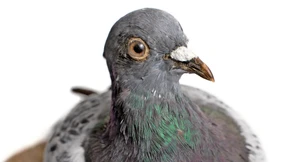 Nur die Taube war Zeuge