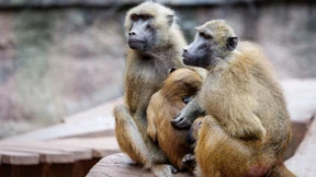 Tiergarten: Müssen Tötung von Pavianen jetzt vorbereiten
