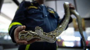 Die Schlangenflüsterer von Bangkok