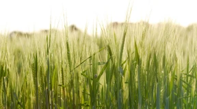 Werden Lebensmittel teurer?