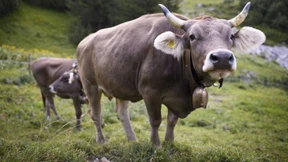Wie weit geht die Tierliebe der Schweizer?