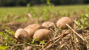 Kartoffel vom zweiten Stock