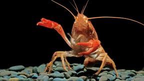 Kann man unliebsame Arten aufessen?