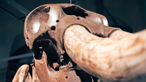 Die erstaunliche Geschichte des „American Heiner“