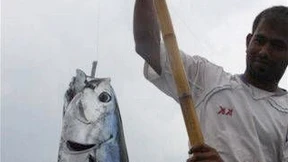 Nachhaltigkeit in Dosen 