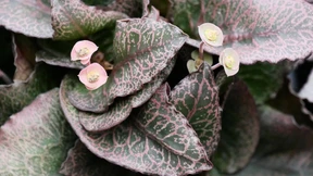 Tausendsassa für Euphorbien