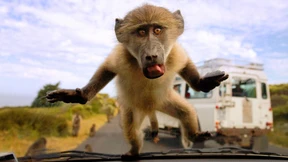 Zu viel Zucker für die Affen