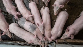 Hast du mal ’n Tierwohl-Cent?