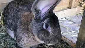 Britische Polizei sucht Diebe des größten Kaninchens der Welt