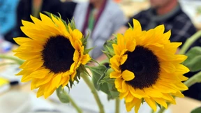 Im grünen Stammesgebiet