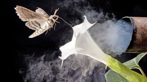 Warum Tabakschwärmer für die Medizin interessant sind