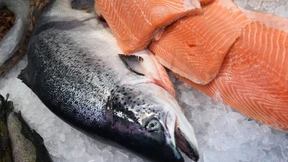 Norwegen verbietet an mehreren Orten das Fangen von Lachs