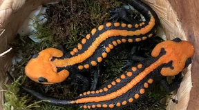 Neue Art Krokodilmolch in Vietnam entdeckt