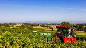 Deutsche Winzer rechnen mit guter Ernte